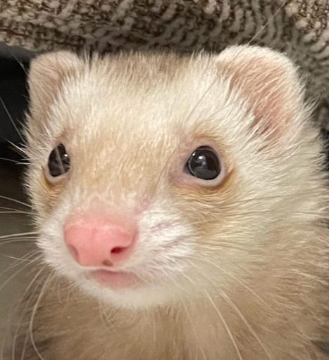 ちくわちゃん | こころみたす ペット思い出セレモニー