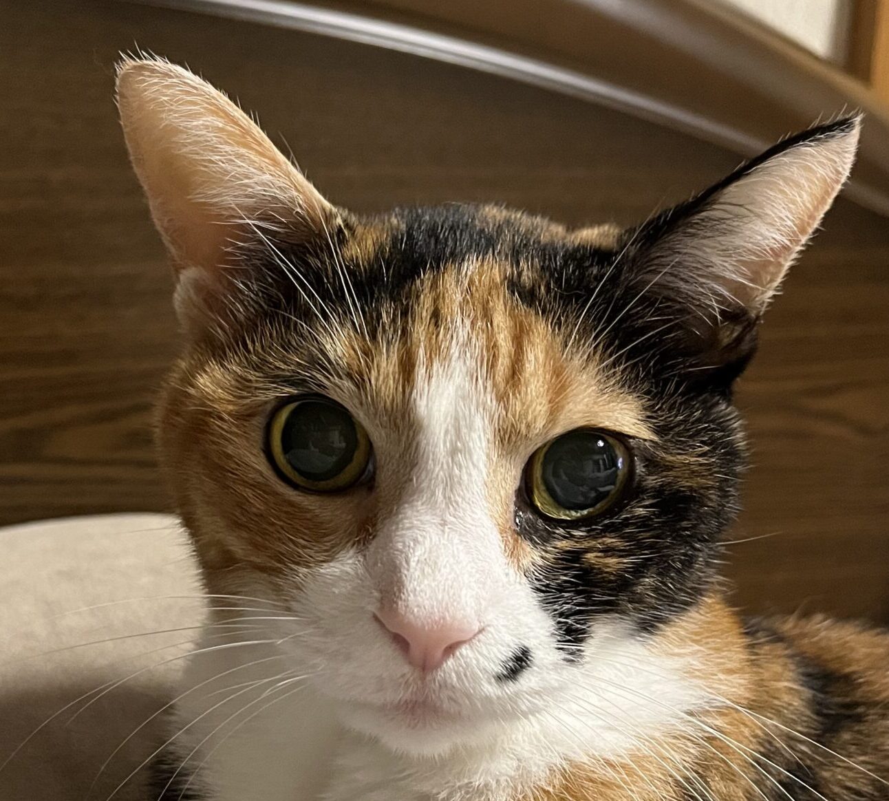 こころみたすペット思い出セレモニーにて葬儀したペットちゃん | 菊ちゃん