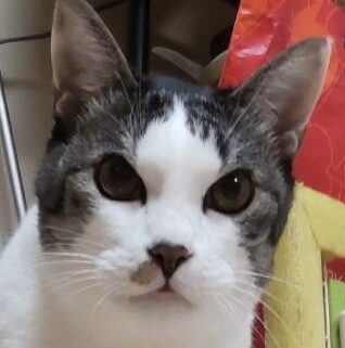 小次郎くん | こころみたす ペット思い出セレモニー