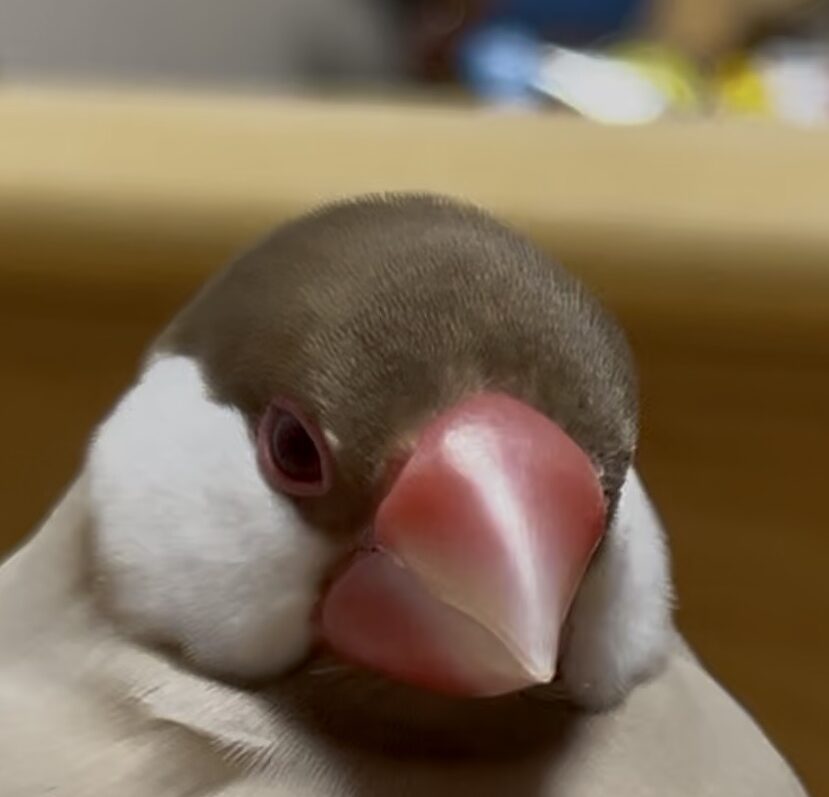 きなこくん | こころみたす ペット思い出セレモニー