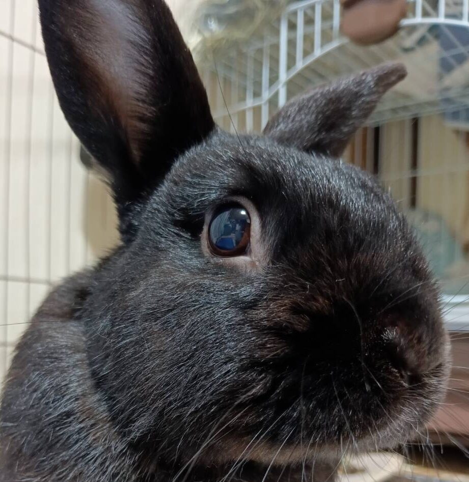 こころみたすペット思い出セレモニーにて葬儀したペットちゃん | マルくん