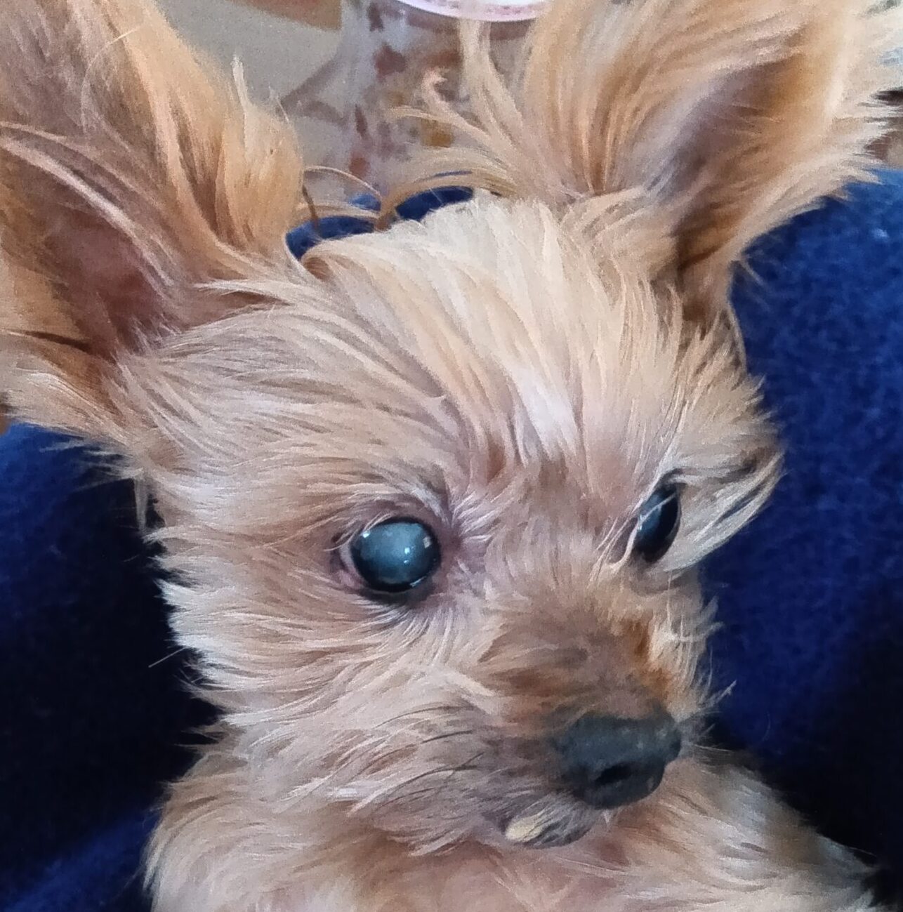 ナナちゃん | こころみたす ペット思い出セレモニー