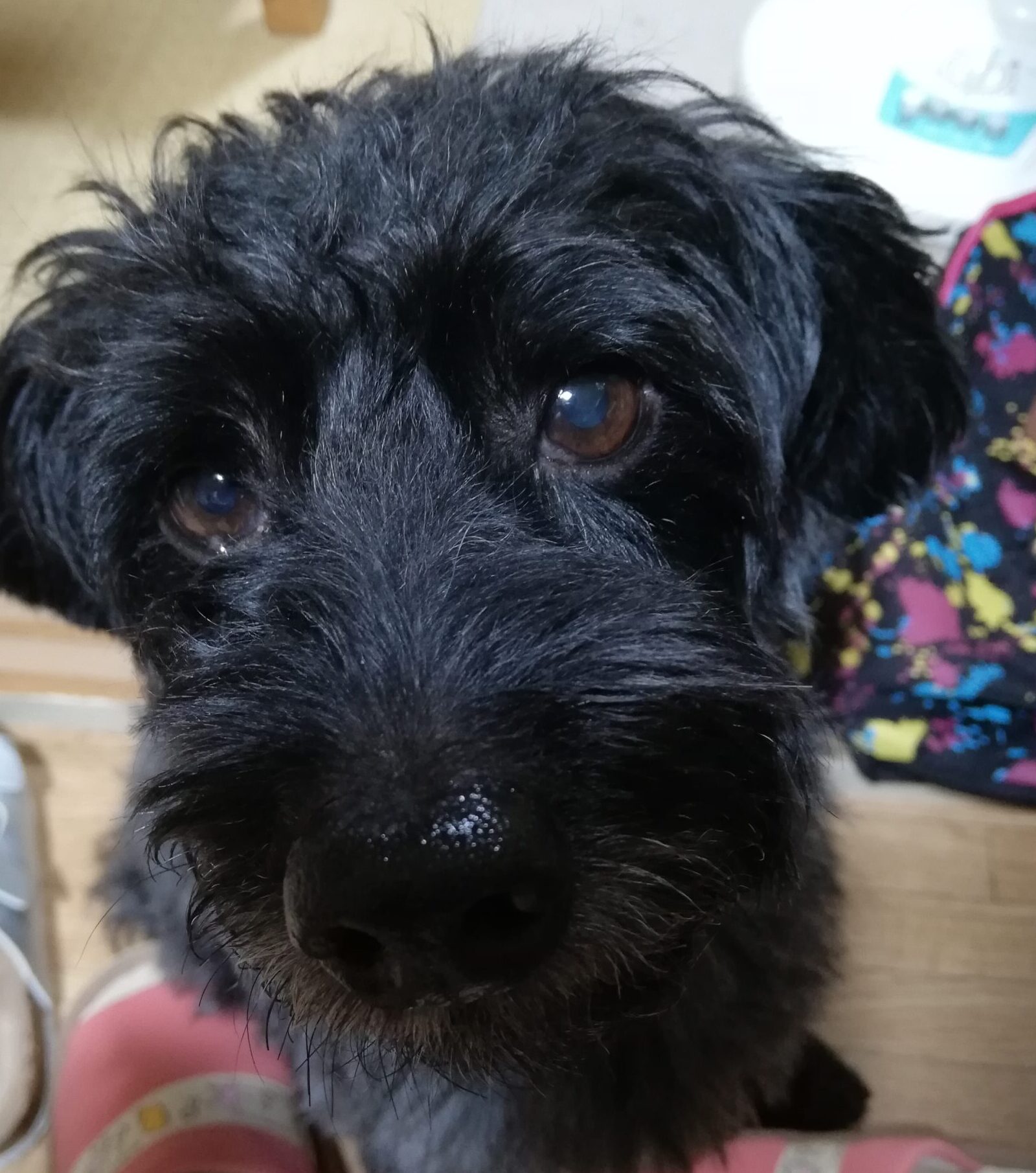 こころみたすペット思い出セレモニーにて葬儀したペットちゃん | 嵐くん