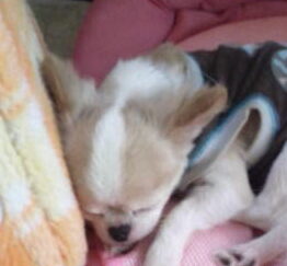 ココくん | こころみたす ペット思い出セレモニー