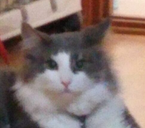 小鉄くん | こころみたす ペット思い出セレモニー