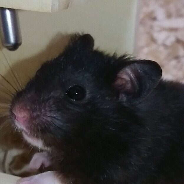 こころみたすペット思い出セレモニーにて葬儀したペットちゃん | パストラミくん