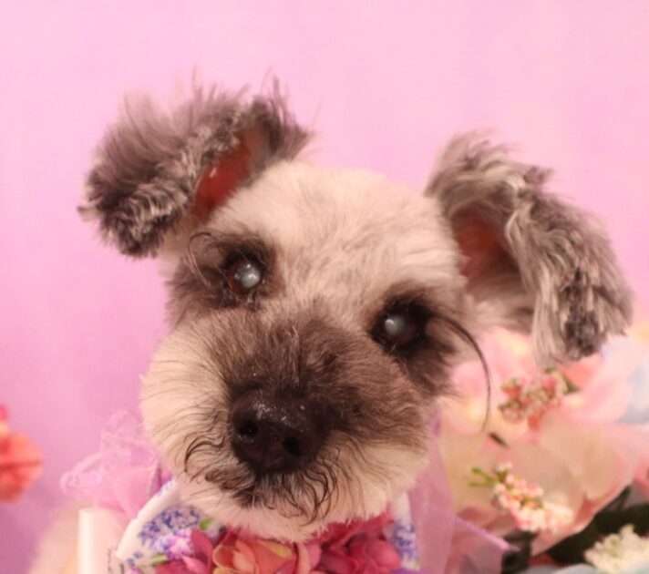 ソルトちゃん | こころみたす ペット思い出セレモニー