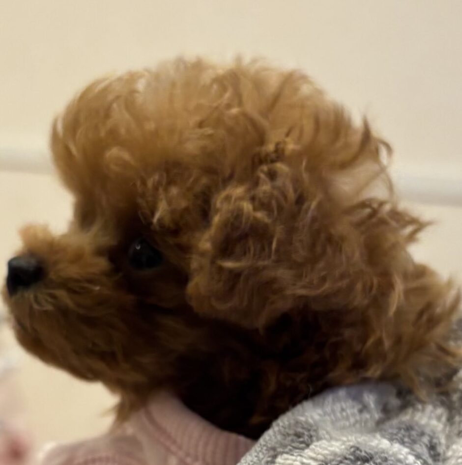 こころみたすペット思い出セレモニーにて葬儀したペットちゃん | ティアちゃん