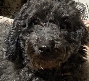 はなちゃん | こころみたす ペット思い出セレモニー