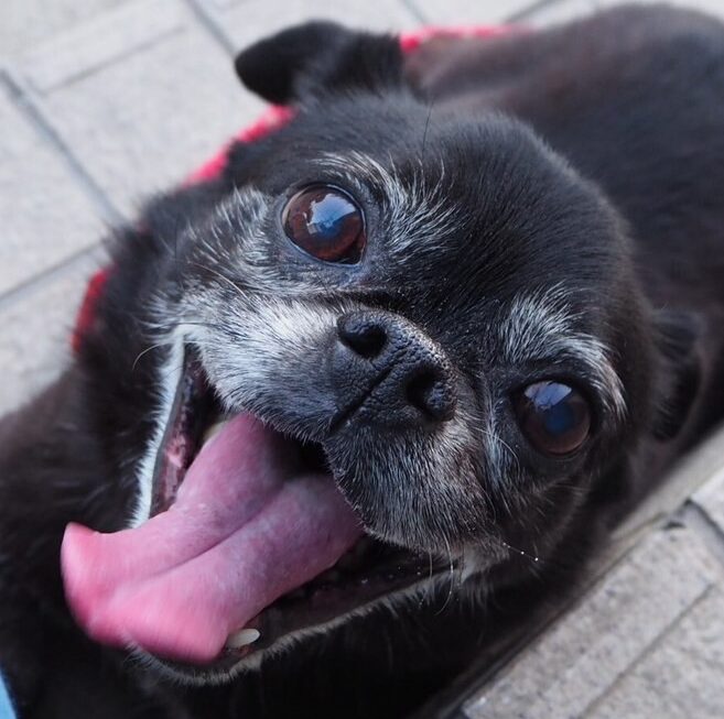 アトムくん | こころみたす ペット思い出セレモニー