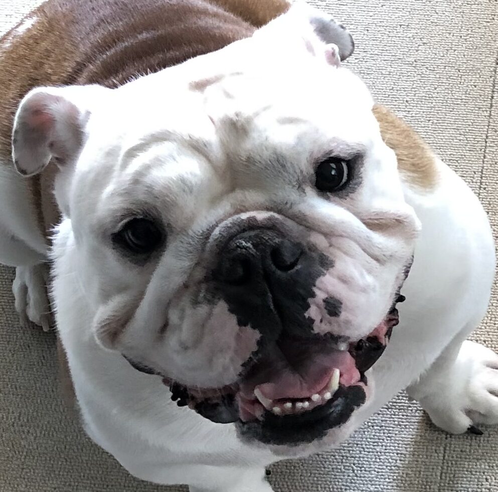 天太くん | こころみたす ペット思い出セレモニー