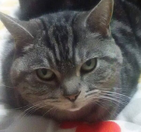 こころみたすペット思い出セレモニーにて葬儀したペットちゃん | 朱雀くん