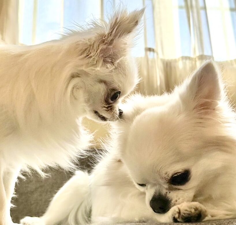 はんぞうくん | こころみたす ペット思い出セレモニー