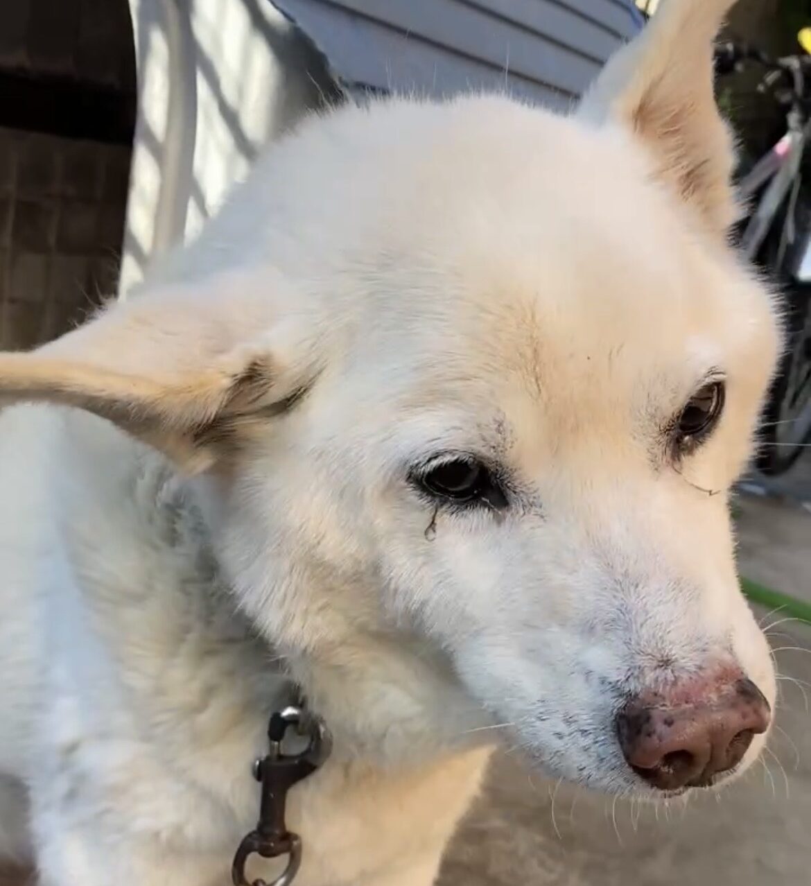 りくくん | こころみたす ペット思い出セレモニー