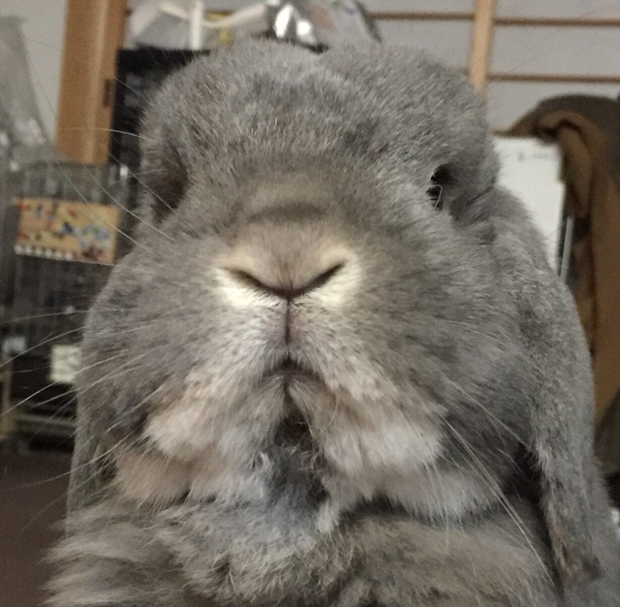 こころみたすペット思い出セレモニーにて葬儀したペットちゃん | こなくん