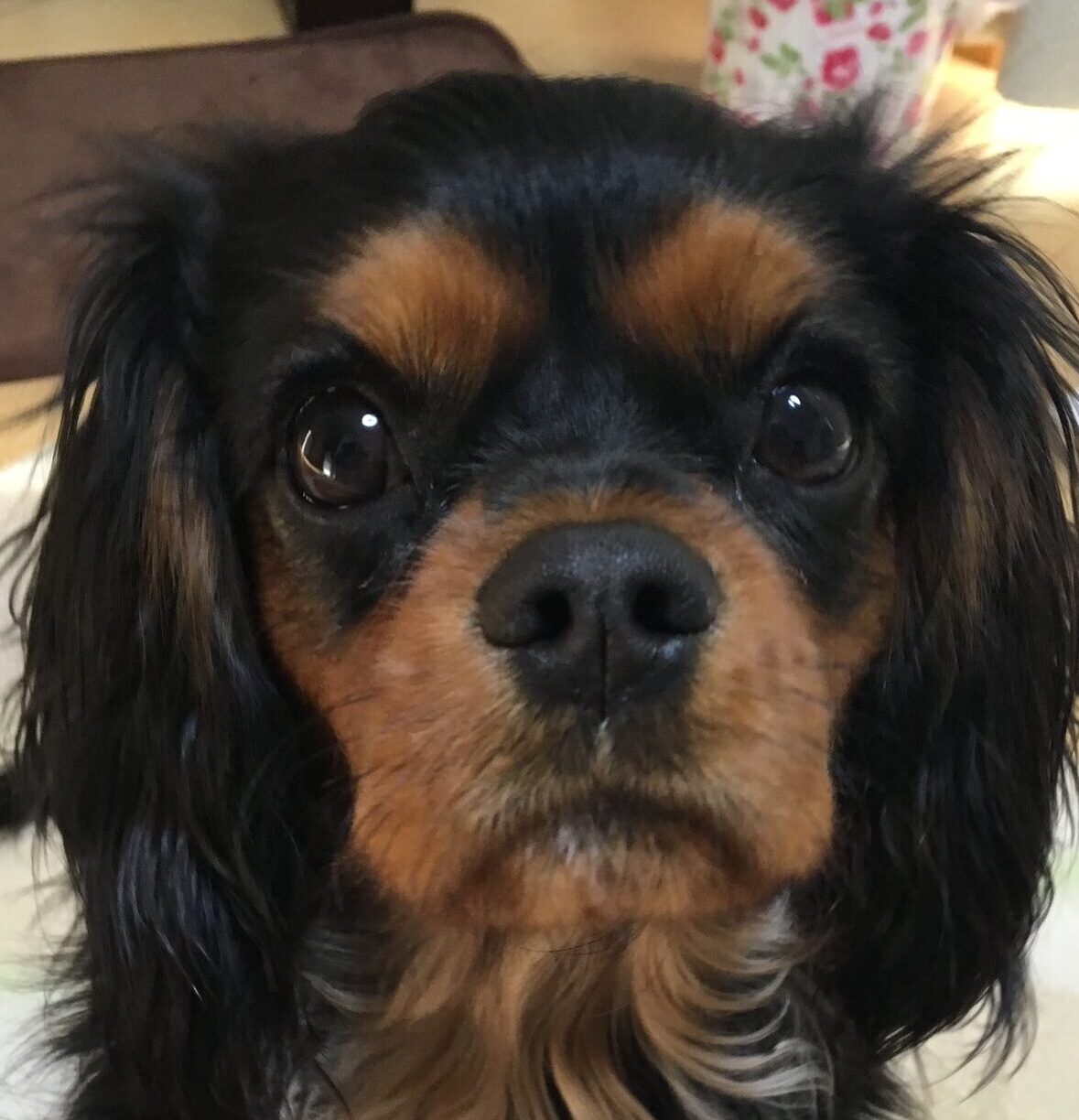 こころみたすペット思い出セレモニーにて葬儀したペットちゃん | リオンくん