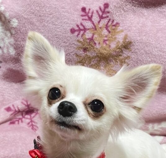 マメちゃん | こころみたす ペット思い出セレモニー