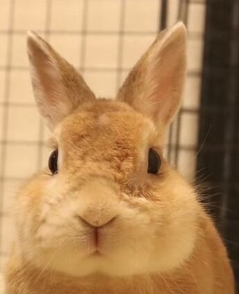 こころみたすペット思い出セレモニーにて葬儀したペットちゃん | たくろうくん