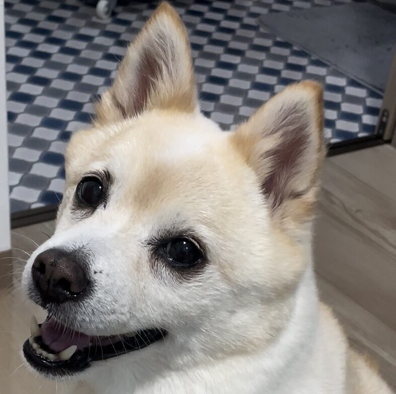 もっちちゃん | こころみたす ペット思い出セレモニー