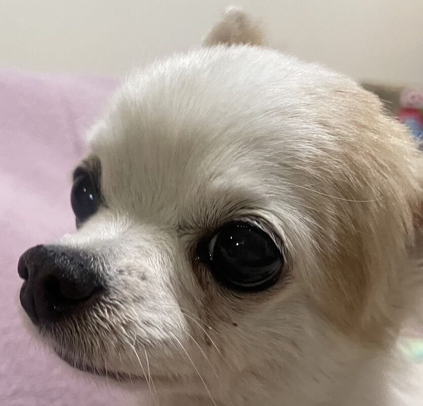 ひめちゃん | こころみたす ペット思い出セレモニー