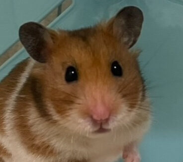 こころみたすペット思い出セレモニーにて葬儀したペットちゃん | きなこちゃん