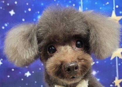 こころみたすペット思い出セレモニーにて葬儀したペットちゃん | モカちゃん