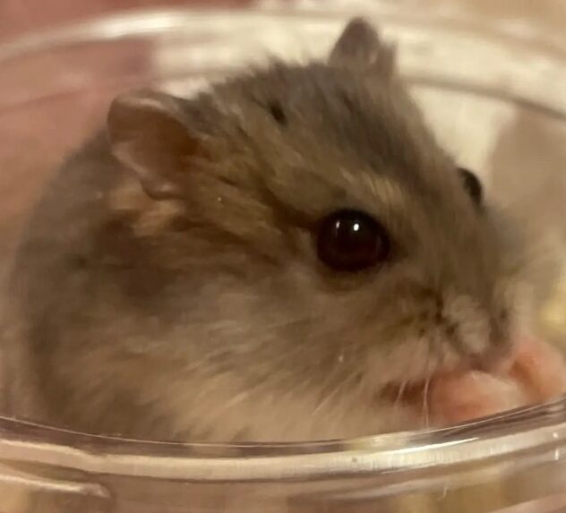 こころみたすペット思い出セレモニーにて葬儀したペットちゃん | ベリーちゃん