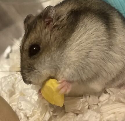 こころみたすペット思い出セレモニーにて葬儀したペットちゃん | モカちゃん