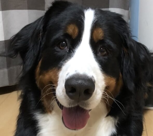 こころみたすペット思い出セレモニーにて葬儀したペットちゃん | メイちゃん