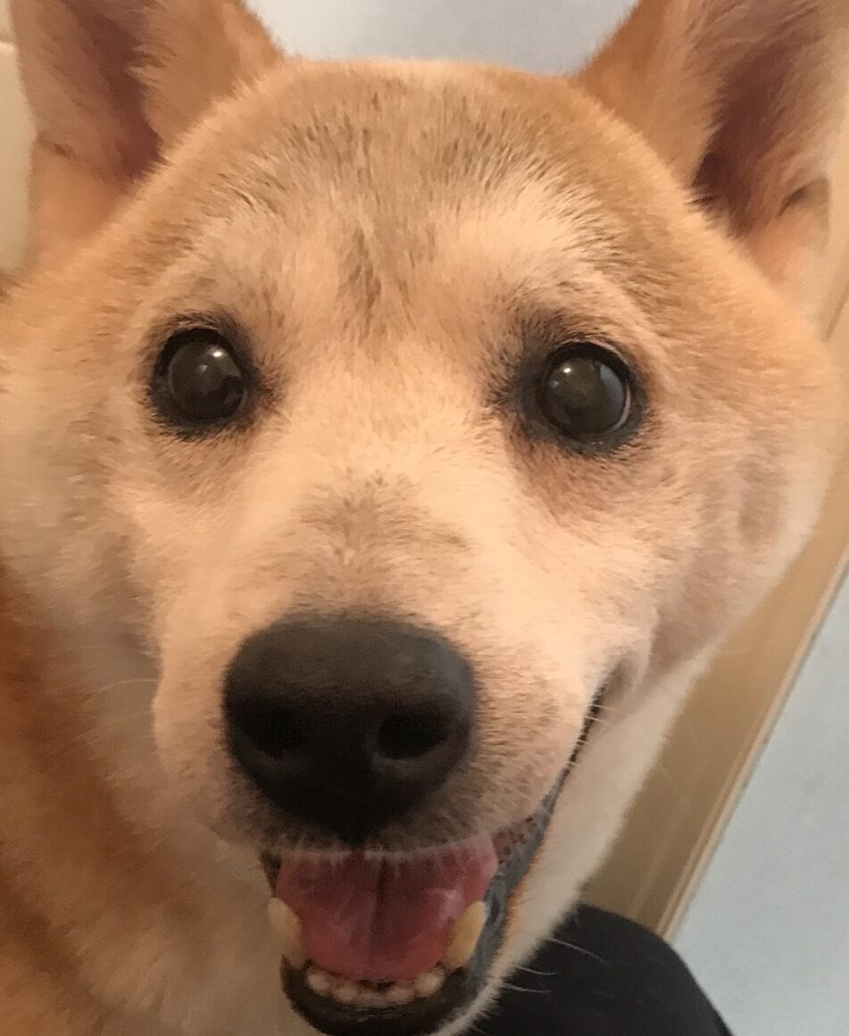 こころみたすペット思い出セレモニーにて葬儀したペットちゃん | りくくん