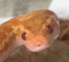 こころみたすペット思い出セレモニーにて葬儀したペットちゃん | ロロちゃん