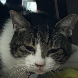 こころみたすペット思い出セレモニーにて葬儀したペットちゃん | こゆきちゃん