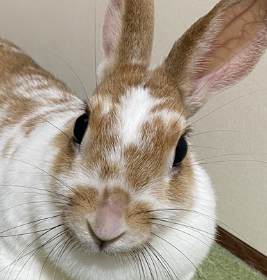 こころみたすペット思い出セレモニーにて葬儀したペットちゃん | マーブルちゃん