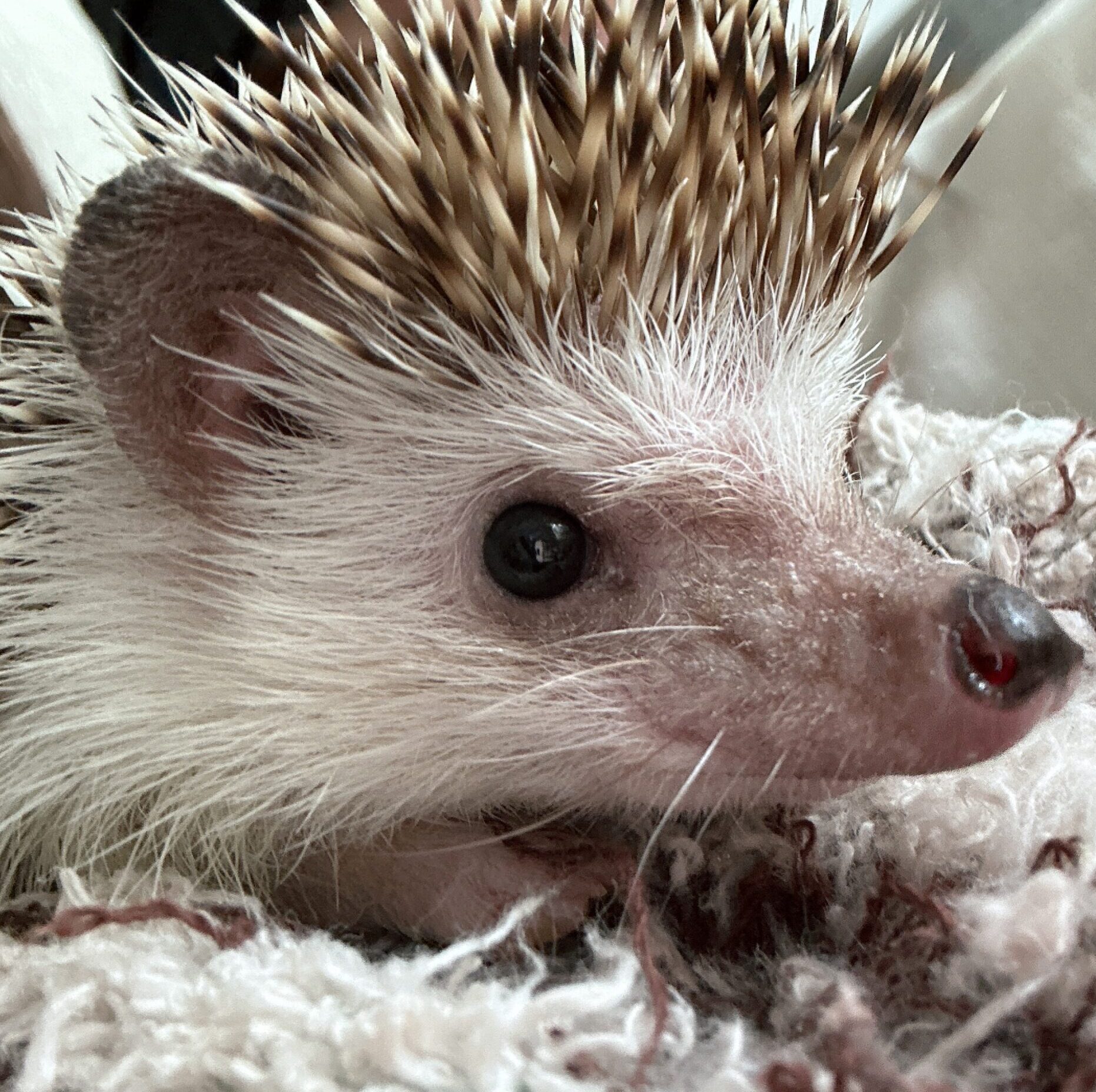 しいたけくん | こころみたす ペット思い出セレモニー