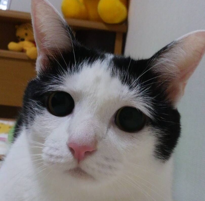 小太郎ちゃん | こころみたす ペット思い出セレモニー