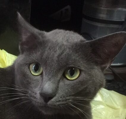 ルナくん | こころみたす ペット思い出セレモニー