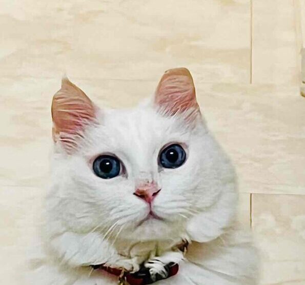 たま子ちゃん | こころみたす ペット思い出セレモニー