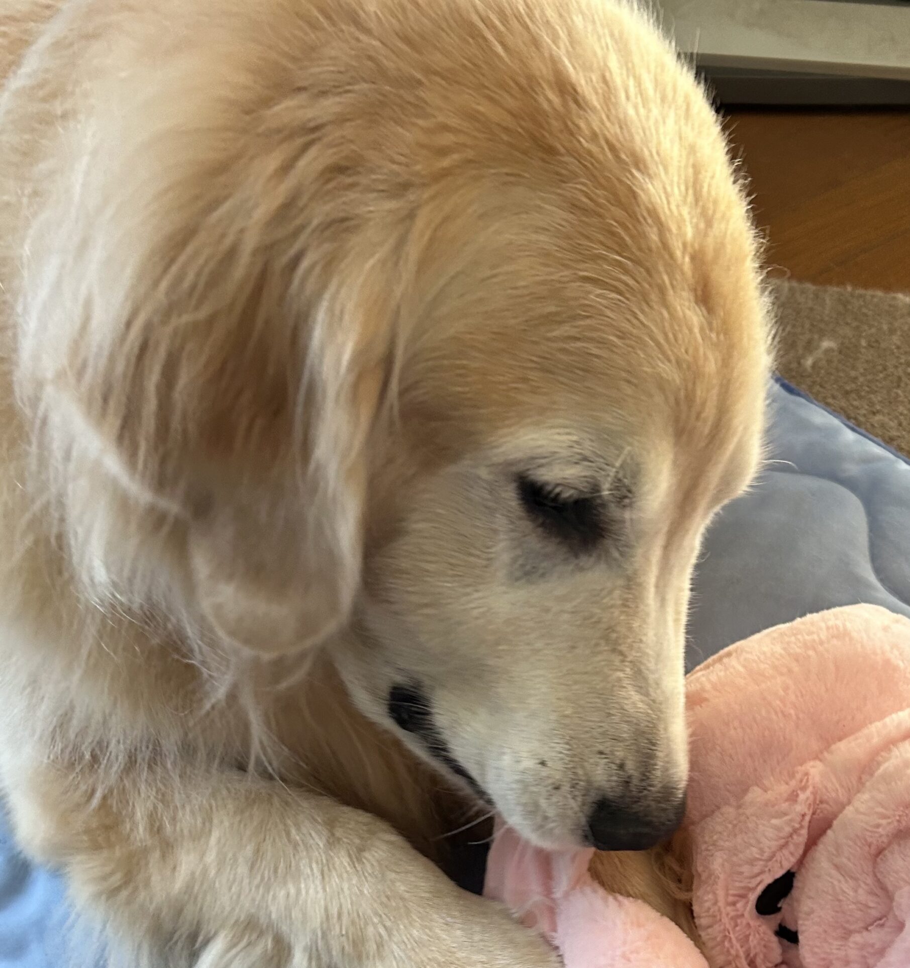 金之助くん | こころみたす ペット思い出セレモニー