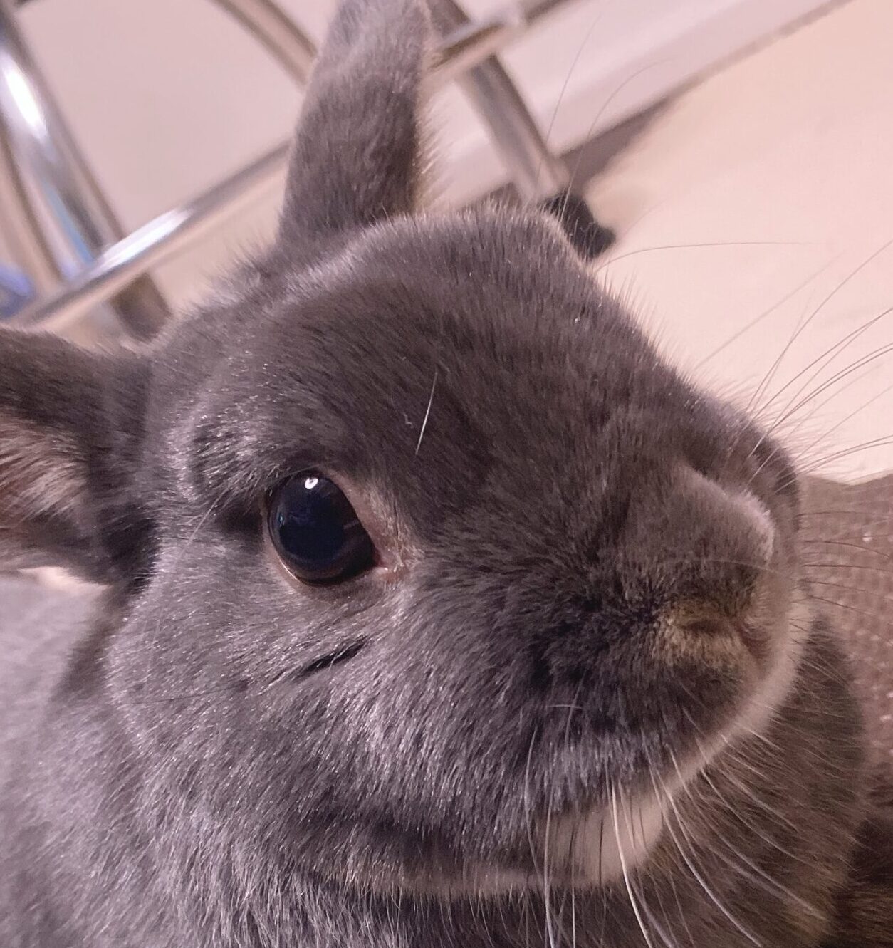 こころみたすペット思い出セレモニーにて葬儀したペットちゃん | めるくん