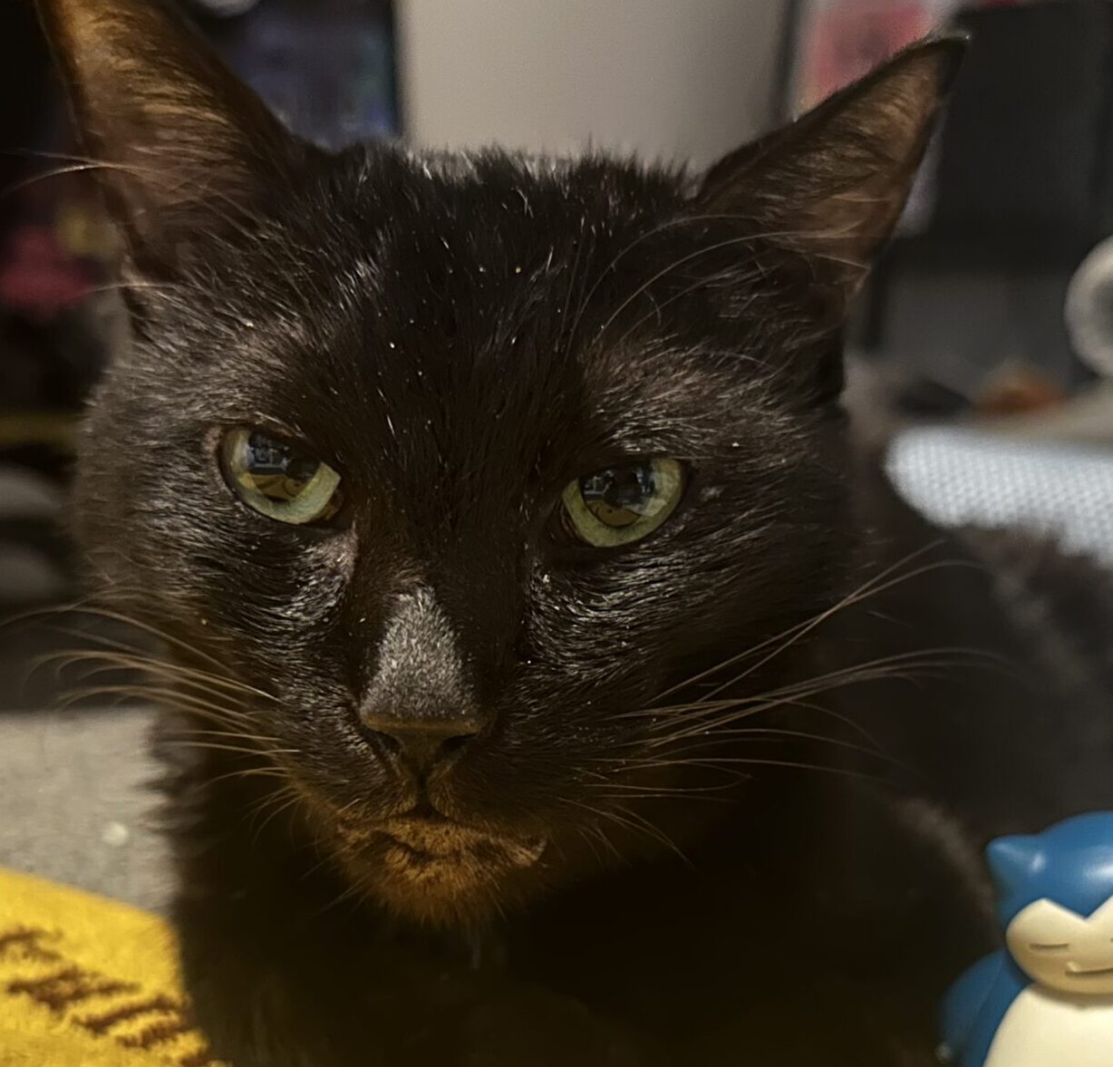 バガブーくん | こころみたす ペット思い出セレモニー