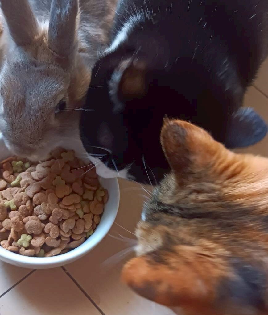 ミミちゃん | こころみたす ペット思い出セレモニー