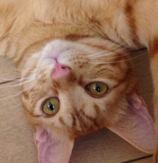 なっとうくん | こころみたす ペット思い出セレモニー