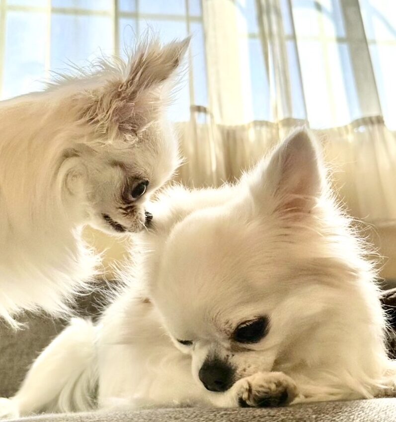 はんぞうくん | こころみたす ペット思い出セレモニー