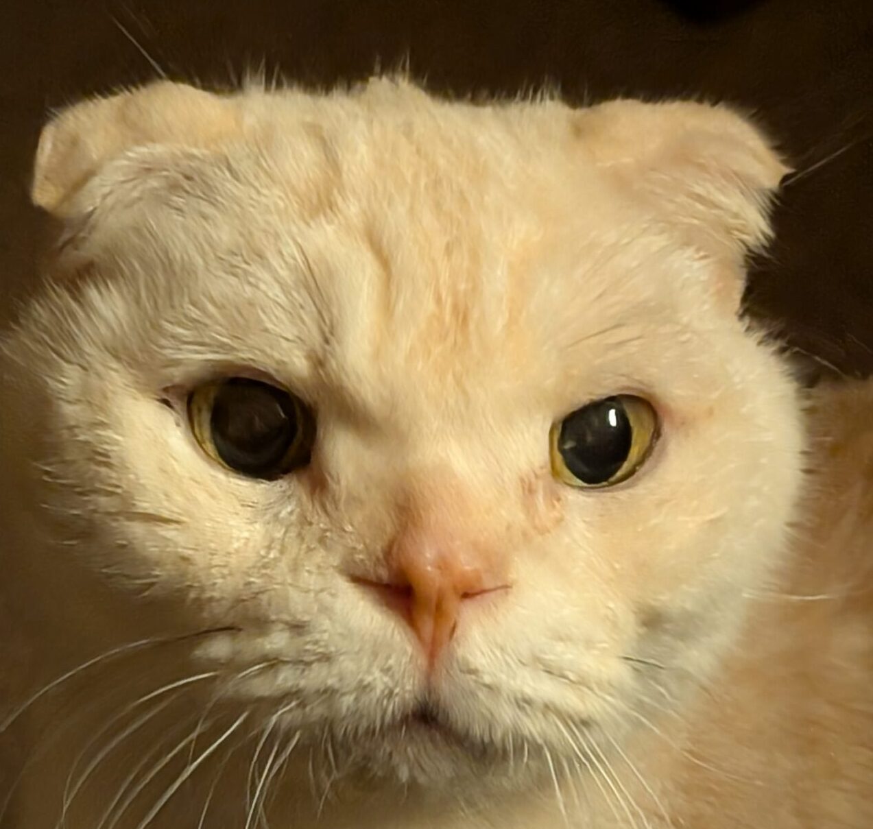 こころみたすペット思い出セレモニーにて葬儀したペットちゃん | ハルくん