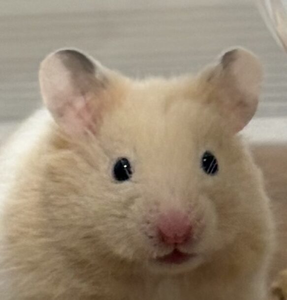 そらくん | こころみたす ペット思い出セレモニー