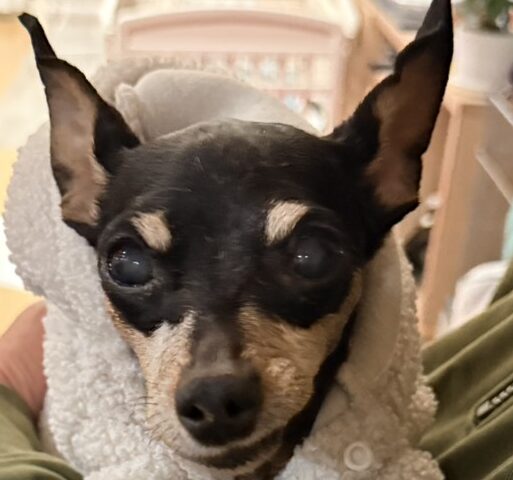 ノアちゃん | こころみたす ペット思い出セレモニー