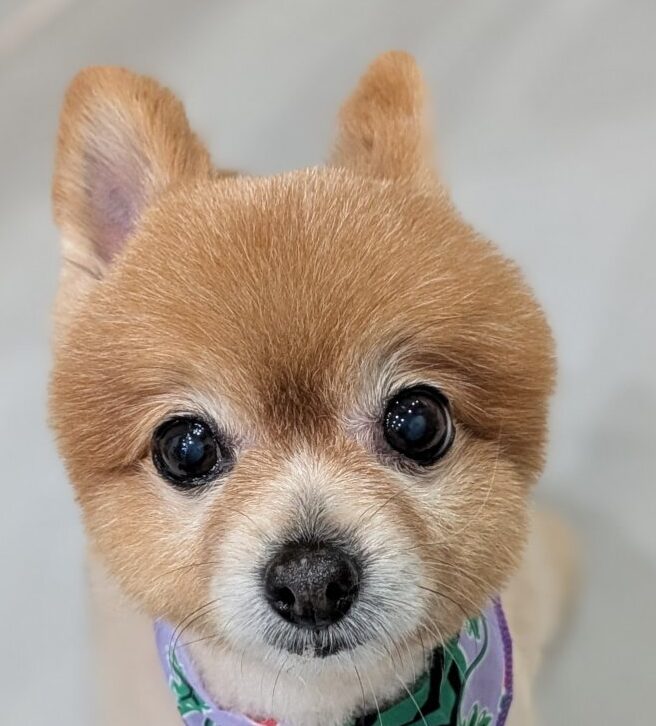 よもぎちゃん | こころみたす ペット思い出セレモニー