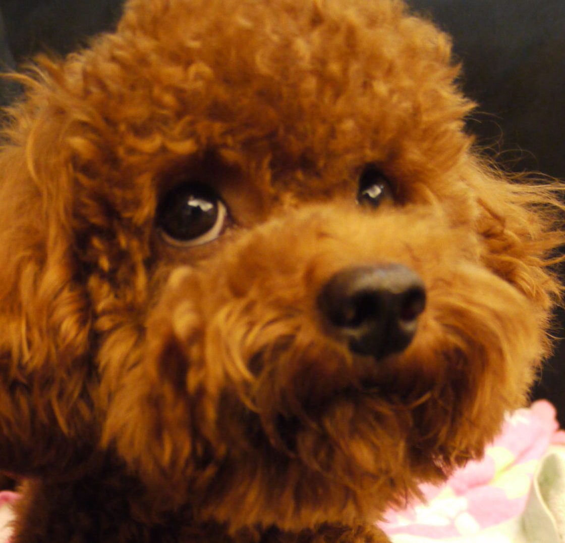 ラムくん | こころみたす ペット思い出セレモニー