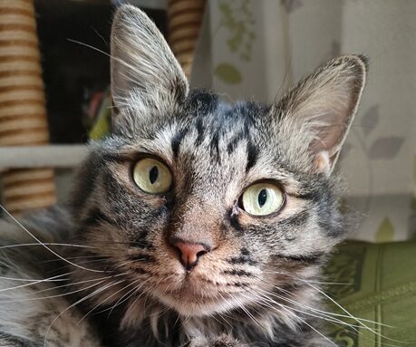 こころみたすペット思い出セレモニーにて葬儀したペットちゃん | 柚ちゃん