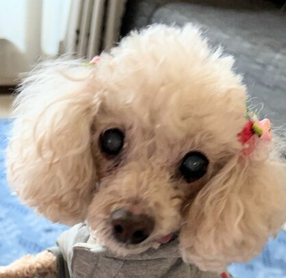 こころみたすペット思い出セレモニーにて葬儀したペットちゃん | ナナちゃん